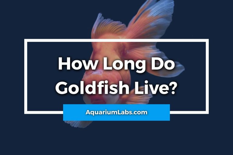 How Long Do Goldfish Live? A LifeSpan Guide to Caring for Goldfish