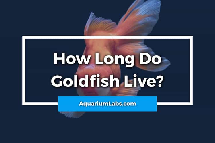 How Long Do Goldfish Live? A LifeSpan Guide to Caring for Goldfish