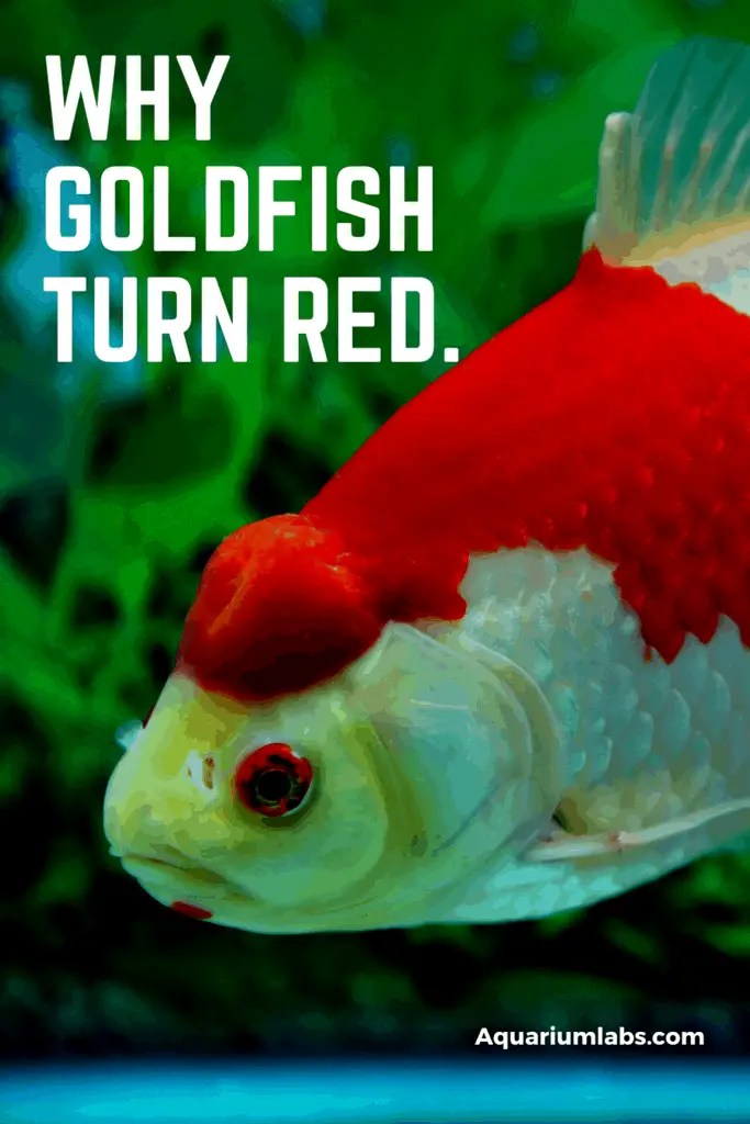 Why Is My Goldfish Turning Red? Aquarium Labs