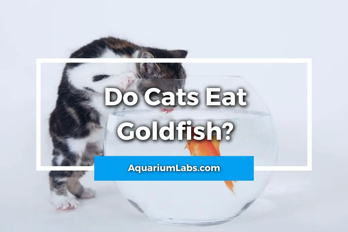 Can Cats Eat Goldfish? Aquarium Labs