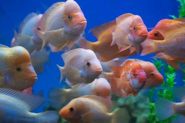 Why Do Goldfish Die So Fast? | Aquarium Labs