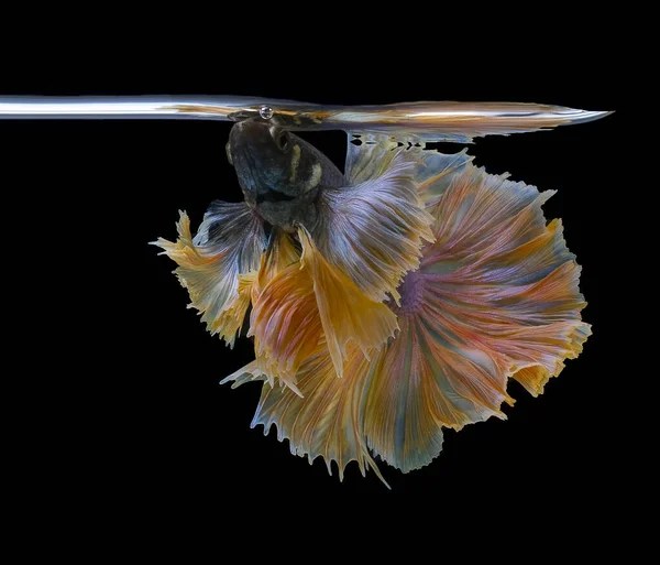 How Long Can Fish Survive Without a Filter? Aquarium Labs