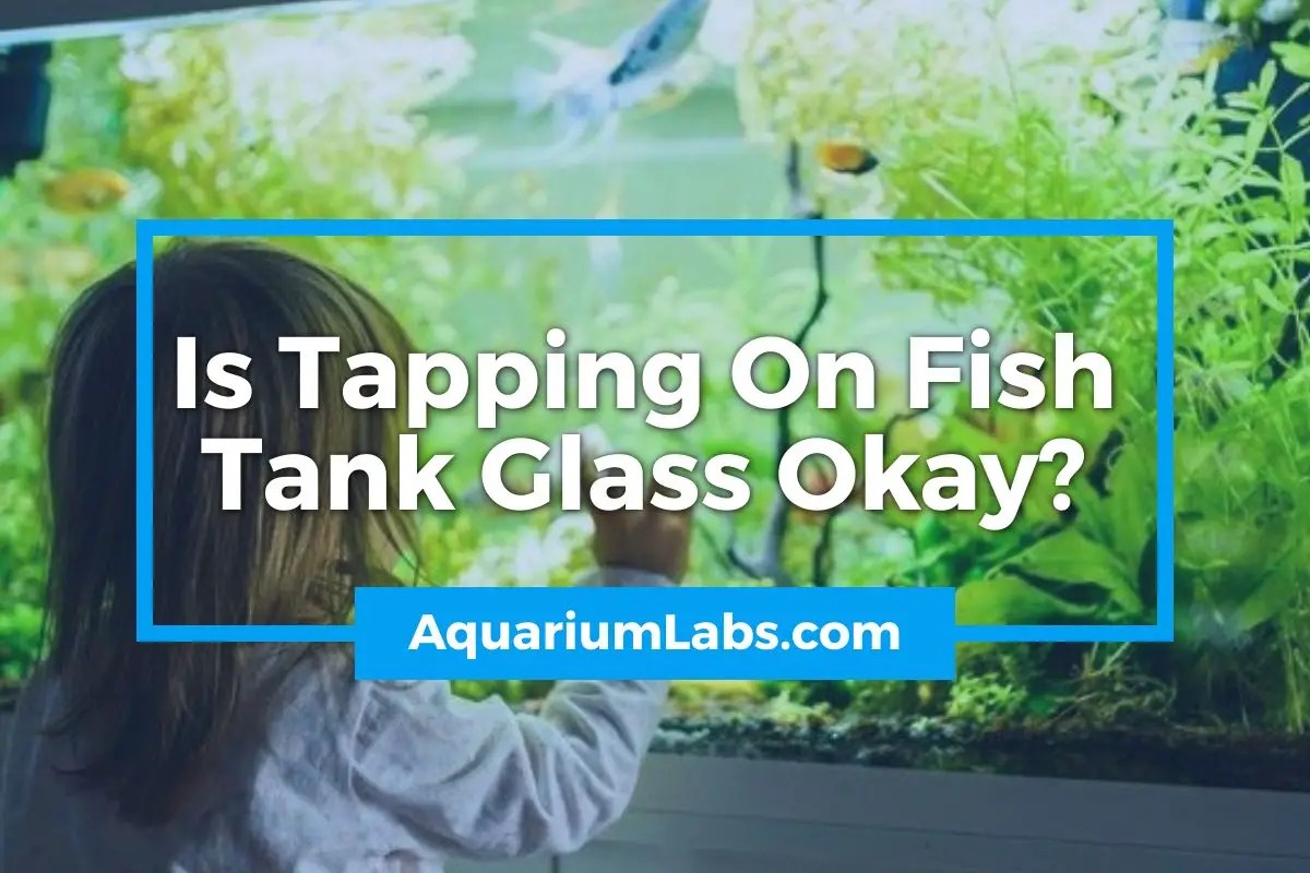 Is Tapping On Fish Tank Glass Okay? Aquarium Labs