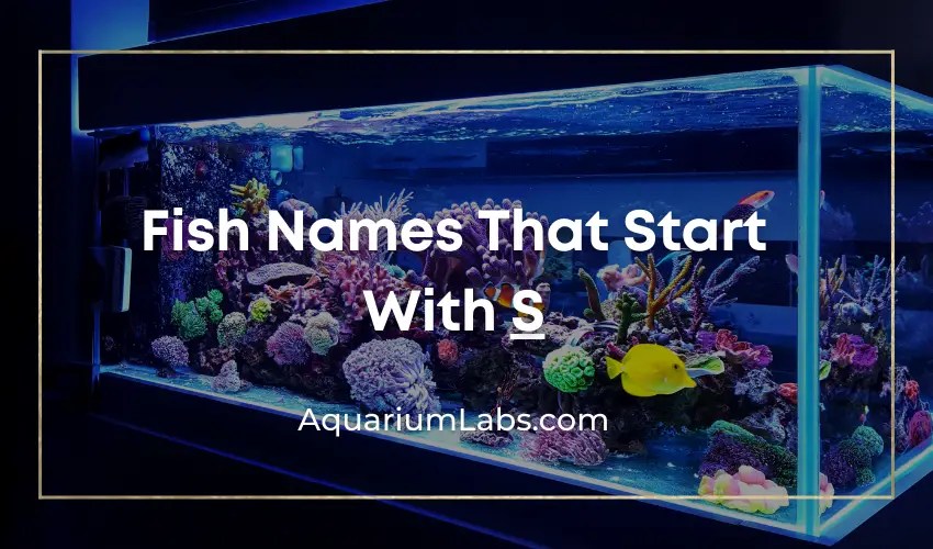 Fish That Start With G [Extensive Freshwater & Saltwater Fish Name List