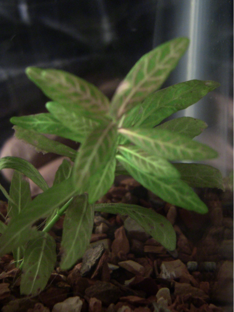 Sunset Hygro Hygrophila Polysperma Aquariums Of The World