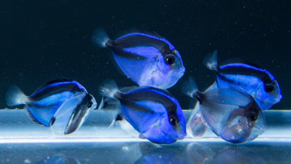 The Cuban Hogfish Aquarium Network Custom Aquariums