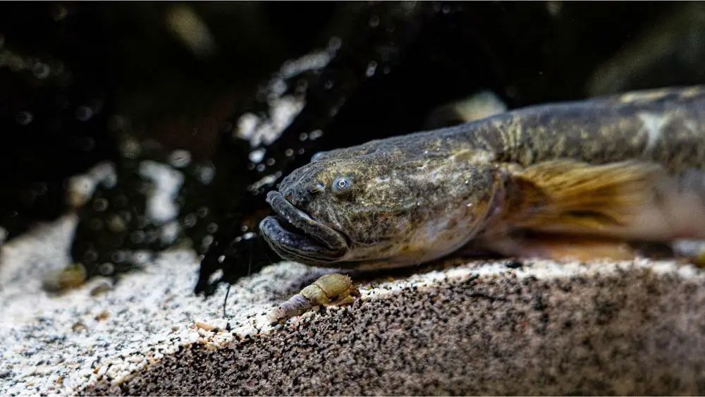 Dragon Goby 101 Care, Diet, Tank Size, Tank Mates & More Aquarium Part