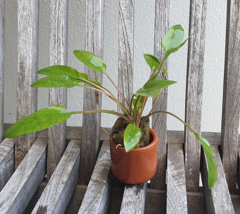 Potted Cryptocoryne Aquarium Plants Online