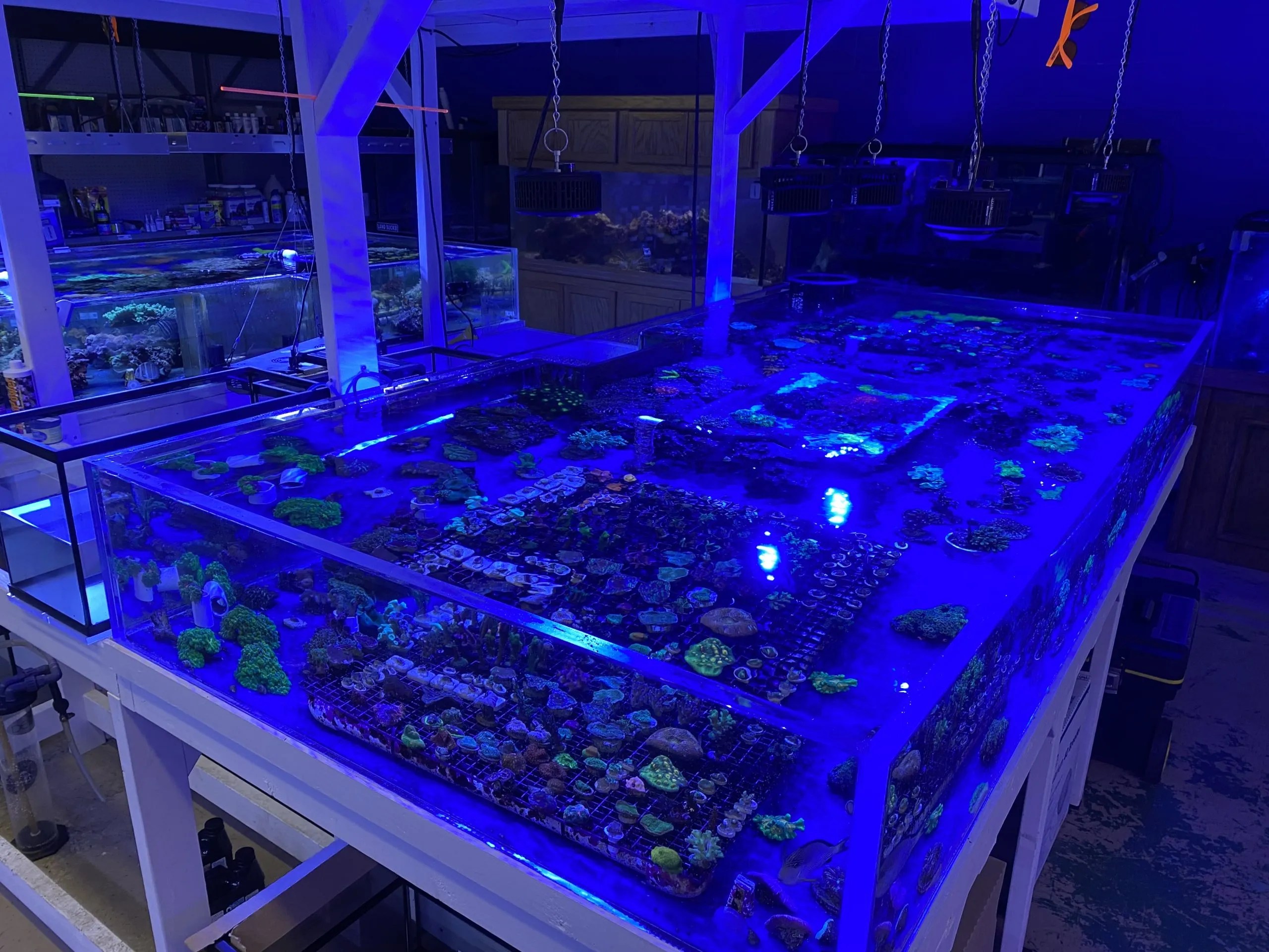 Aquarium Maintenance Aquarium Pros