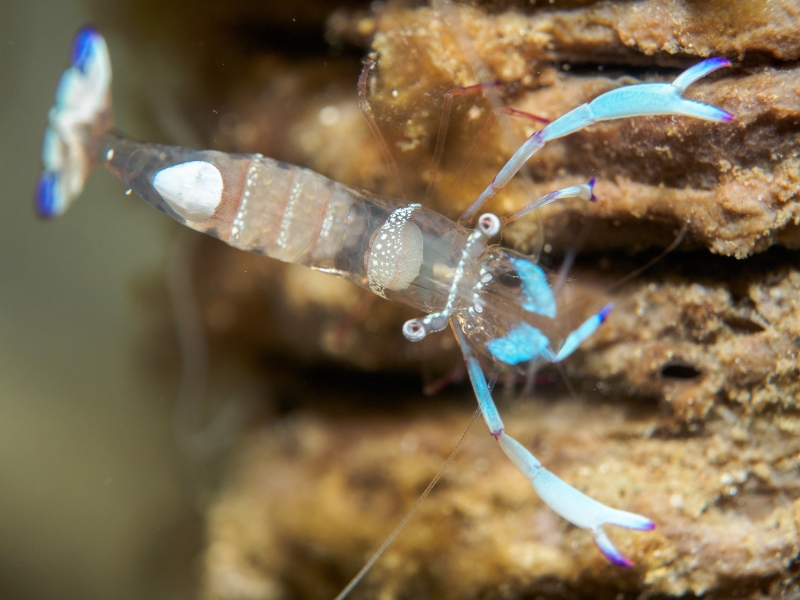 What Do Ghost Shrimp Eat? A Quick Guide AquariumPub