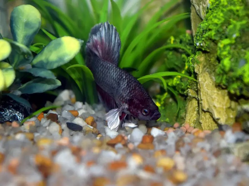 Betta Fish Poop What You Need To Know AquariumPub