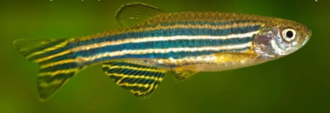 14.2.4. Anaerobic Myth 14.2.4. Anaerobic Myth