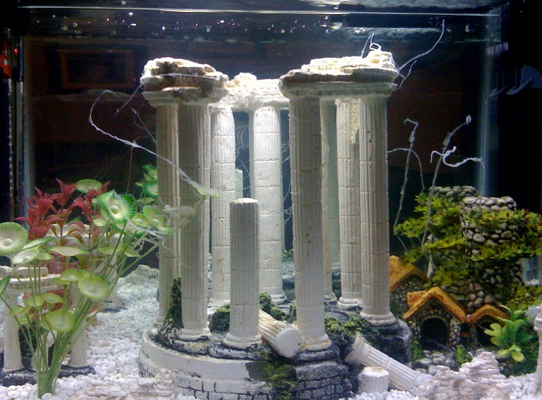 18+ white fuzz on aquarium plants AneilNakeal