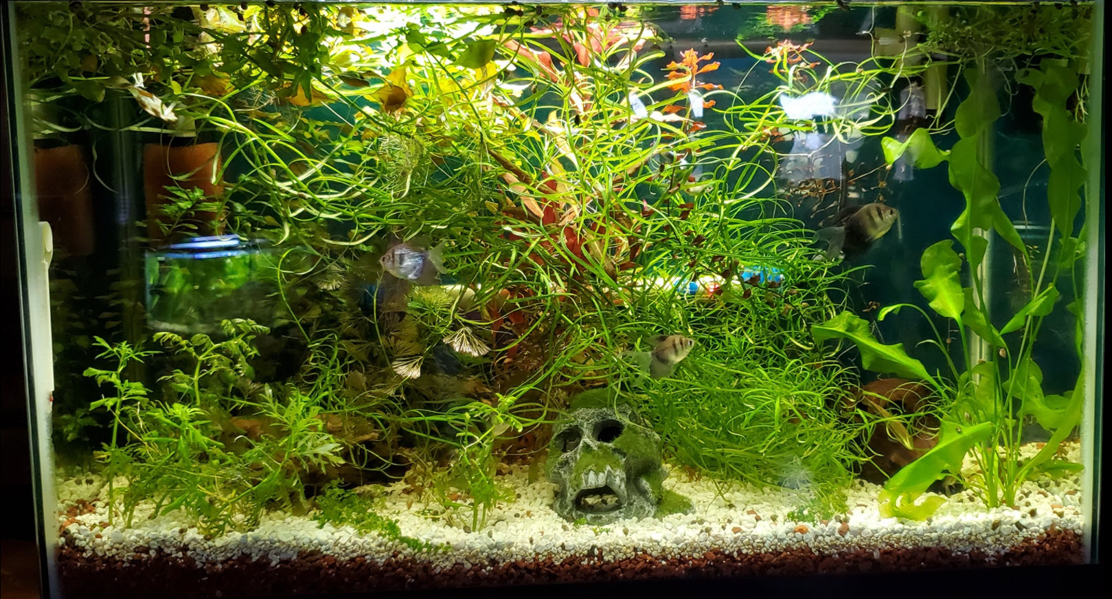for a Planted Aquarium