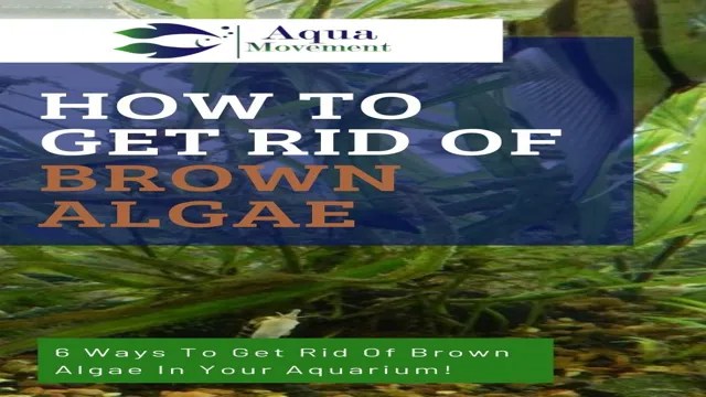 How to Get Rid of Algae in Your Aquarium: A Step-by-Step Guide