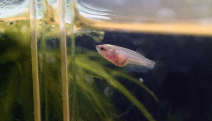 Baby Betta Fish Care (Tank, Water, Food, Filter) Aquarium Sphere