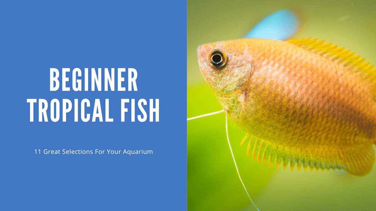 What Are The Best Beginner Tropical Fish (Here's 11 To Start