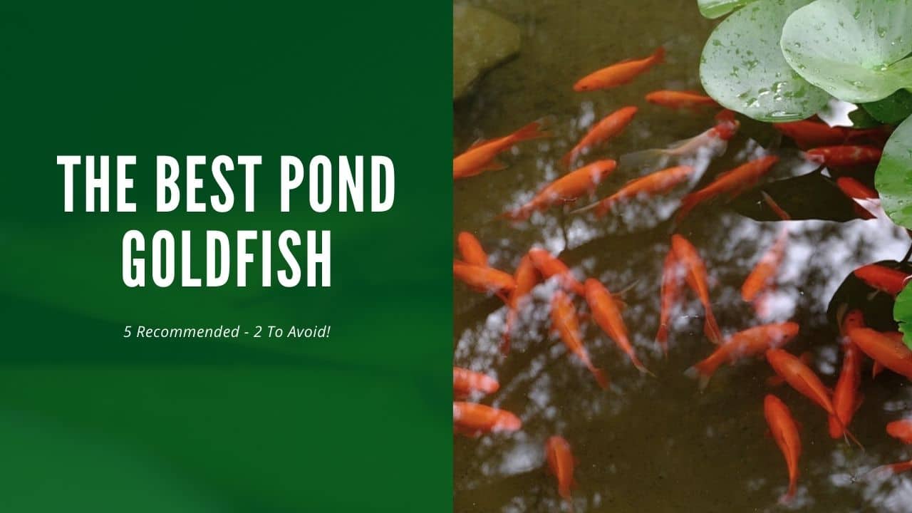 7 OF THE BEST POND GOLDFISH ( REVIEWS) SPRUCE UP YOUR GARDEN PONDS
