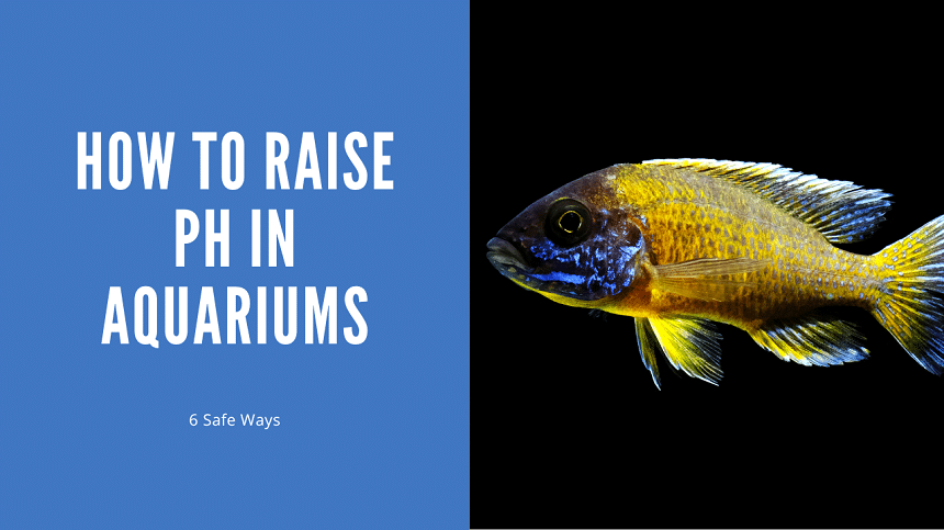 How to Raise pH in Aquarium Water - 6 Safe and Effective Ways
