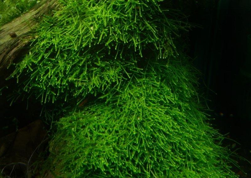Java Moss Aquarium Tips