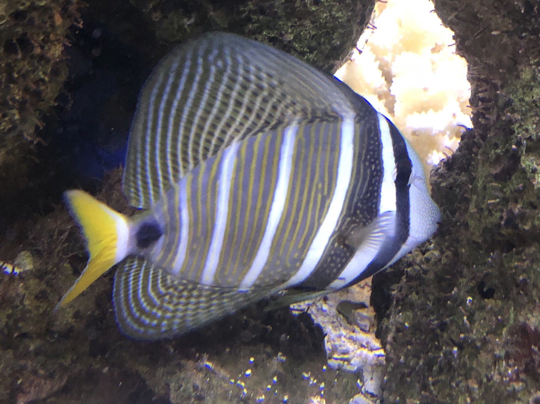 Inwall Aquarium Project Fresno, CA