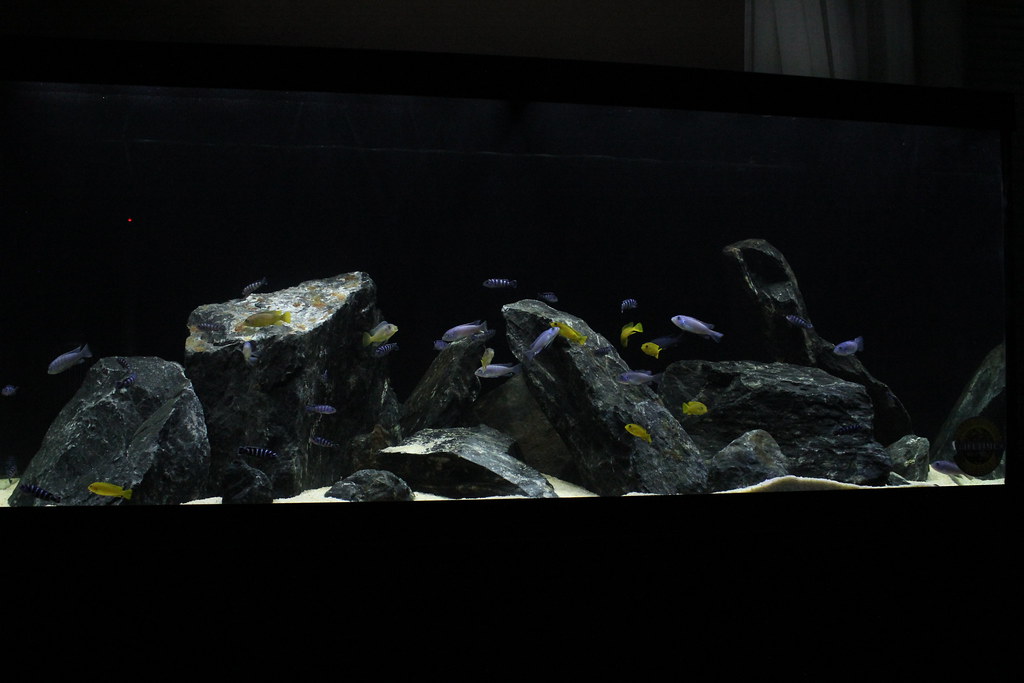 White Sand For Aquarium Aquarius Shop Bd