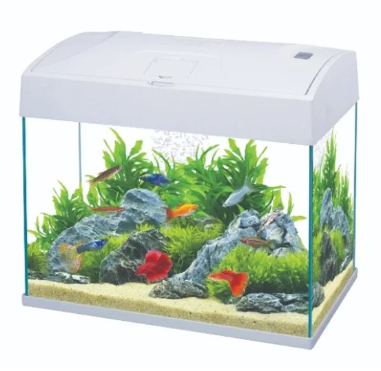 Premium AA Aquarium (37 x 23.5 x 33.5cm) aquascape