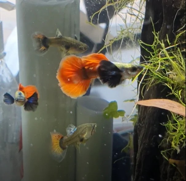Platinum Red Dumbo Ear Guppy Pair aquascape