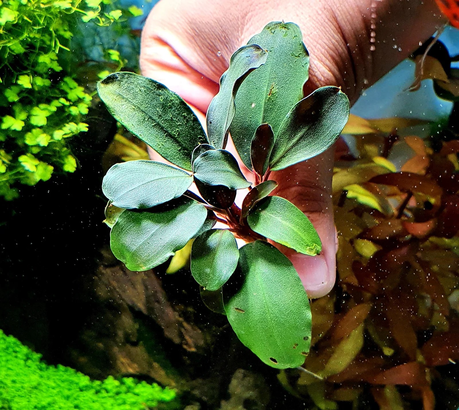 Aquascapeplants Bucephalandra Deep Blue on rock aquascape