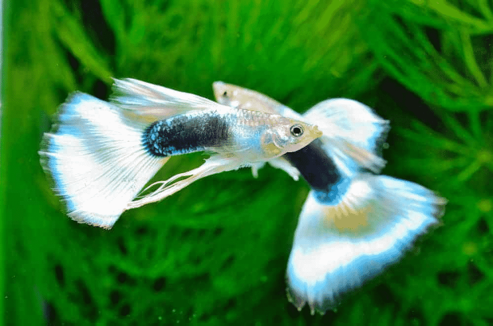 Black Pastel Guppies for Sale Aqua Plants Manila, Philippines