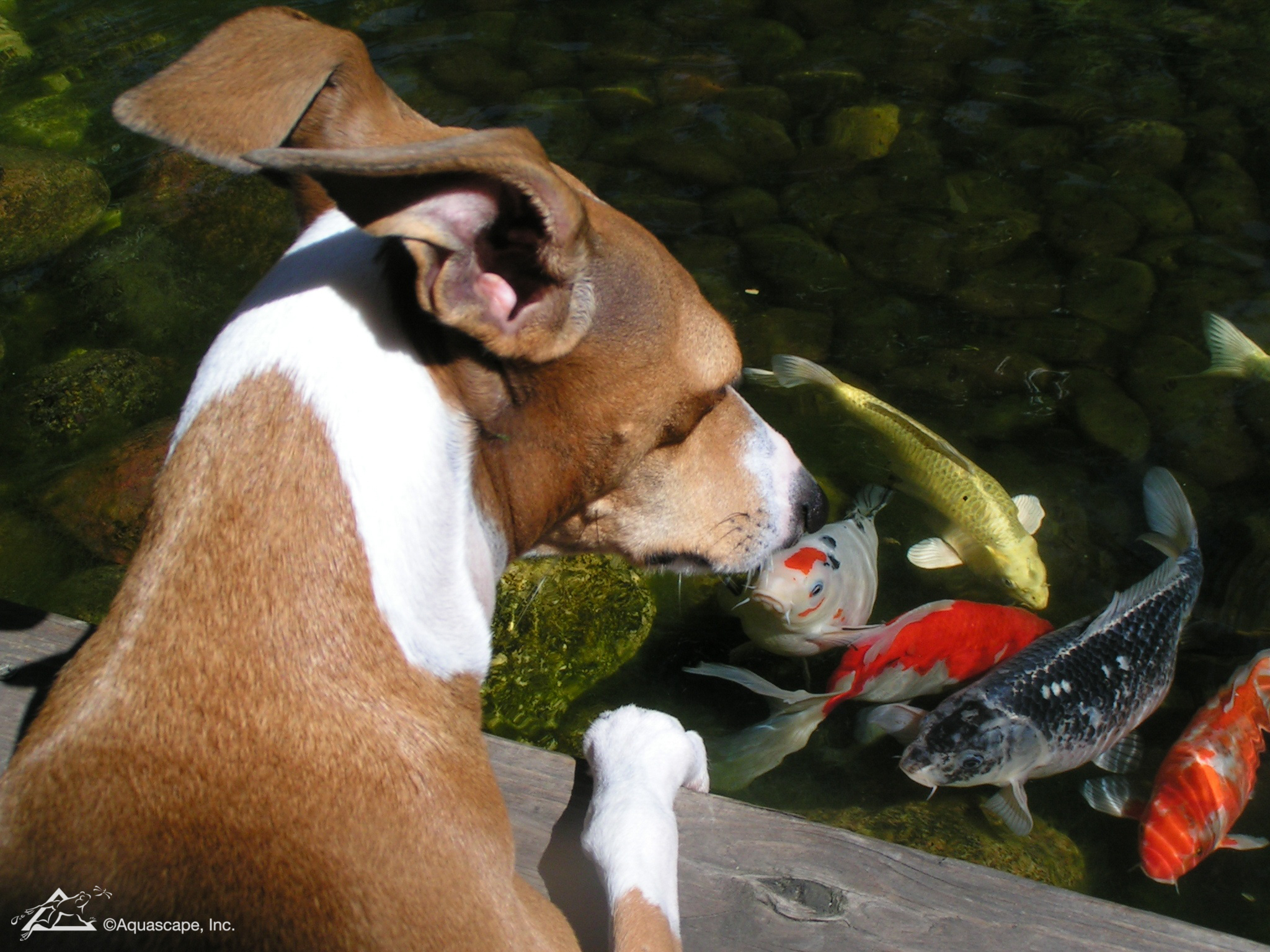 Types of Koi Aquascapes