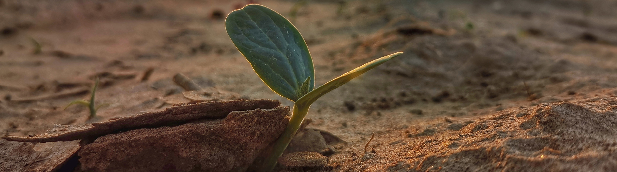 Soil Salinity, Another ClimateChange Related Issue AquaSpy