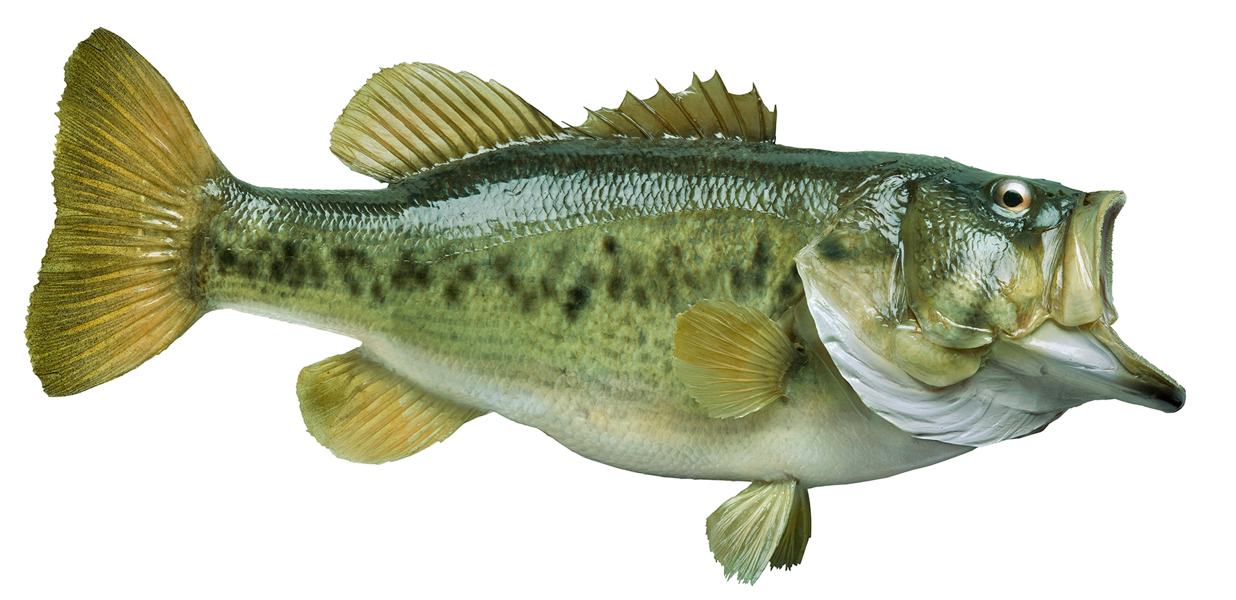 Largemouth Bass CATCenter for Aquaculture Technologies