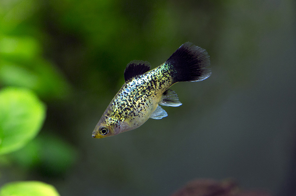 5 Best Freshwater Fish for Beginners Living Art Aquatic Design Inc.