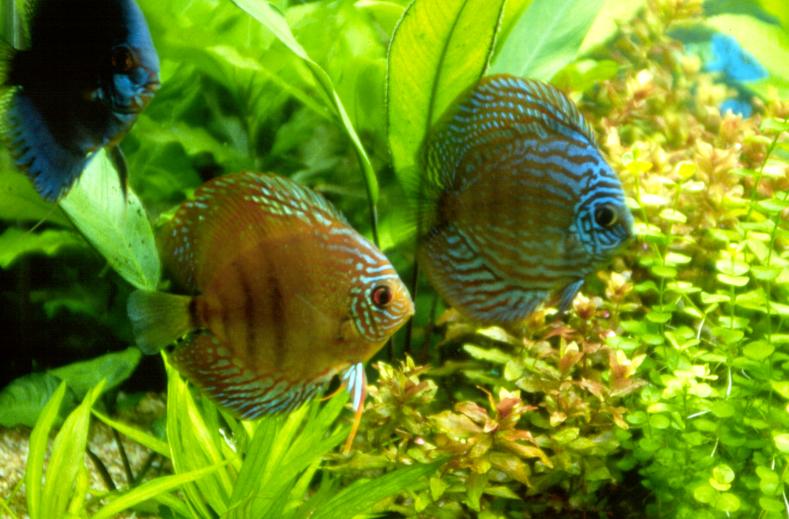 The Planted Discus Aquarium