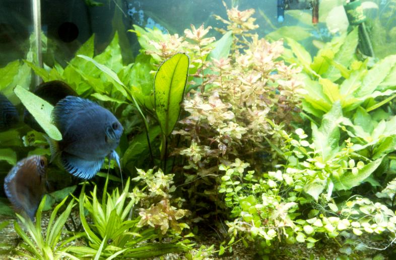 The Planted Discus Aquarium