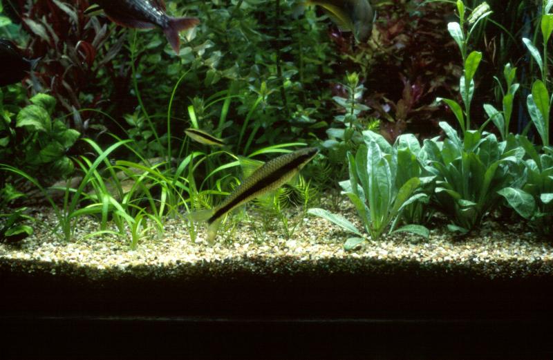 The Planted Discus Aquarium