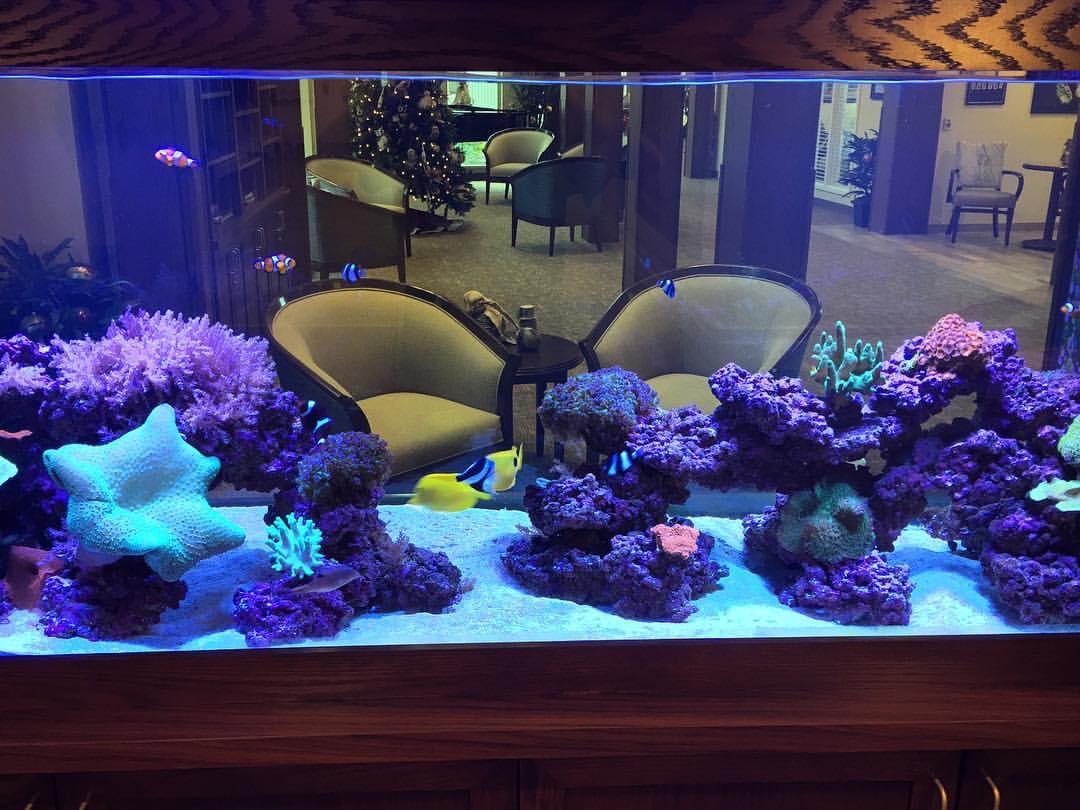 Portfolio Aquatic Escapes Aquariums Inc