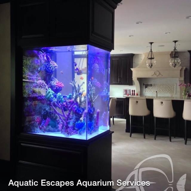 Portfolio Aquatic Escapes Aquariums Inc