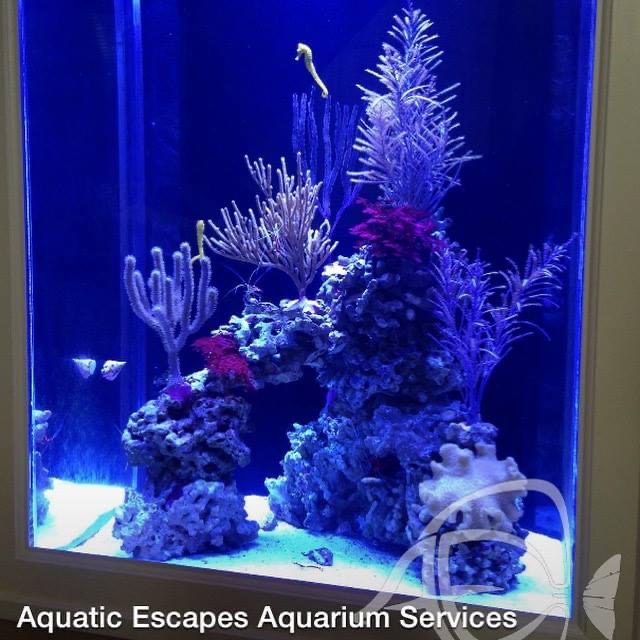 Portfolio Aquatic Escapes Aquariums Inc