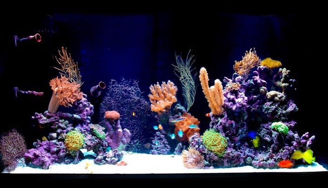 Portfolio Aquatic Escapes Aquariums Inc