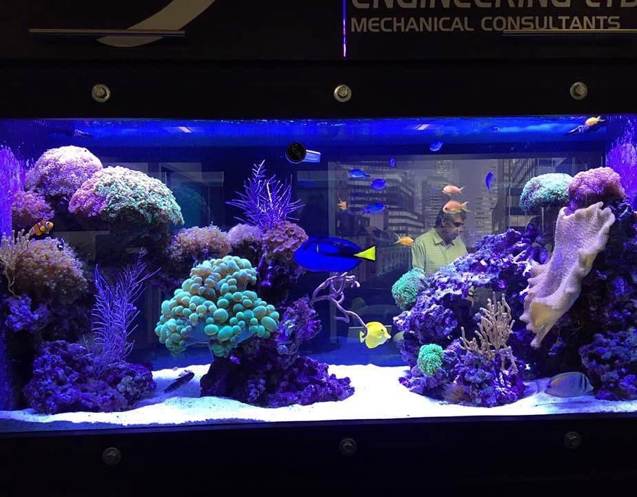 Portfolio Aquatic Escapes Aquariums Inc