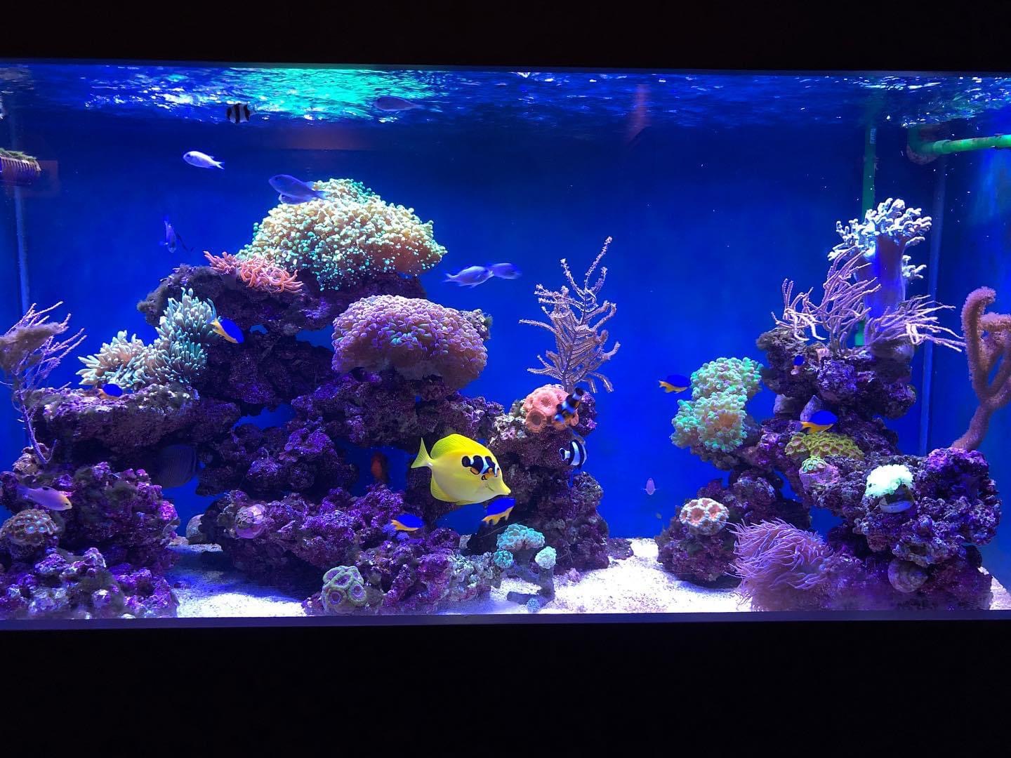 Portfolio Aquatic Escapes Aquariums Inc