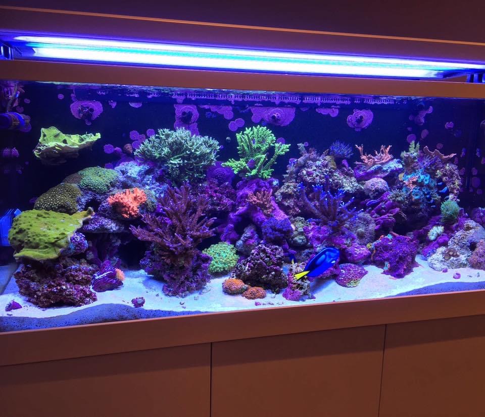 Portfolio Aquatic Escapes Aquariums Inc