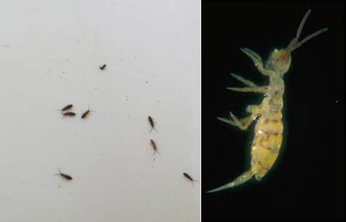 How To Get Rid of Water Bugs in Pools Aquaticglee