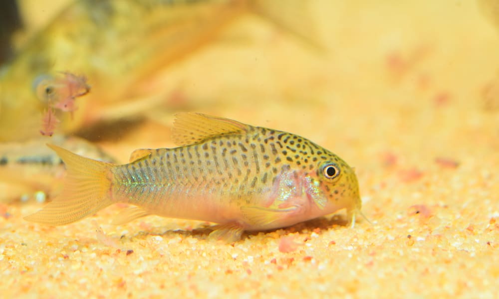 10 Freshwater Aquarium Catfish Species