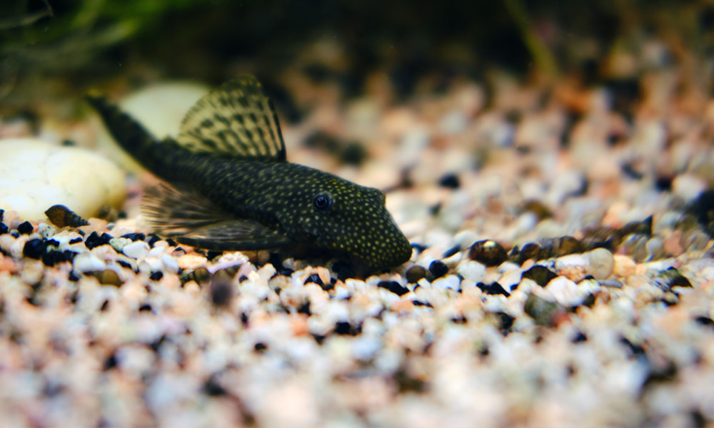 20 Beginner Friendly Cold Water Aquarium Fish
