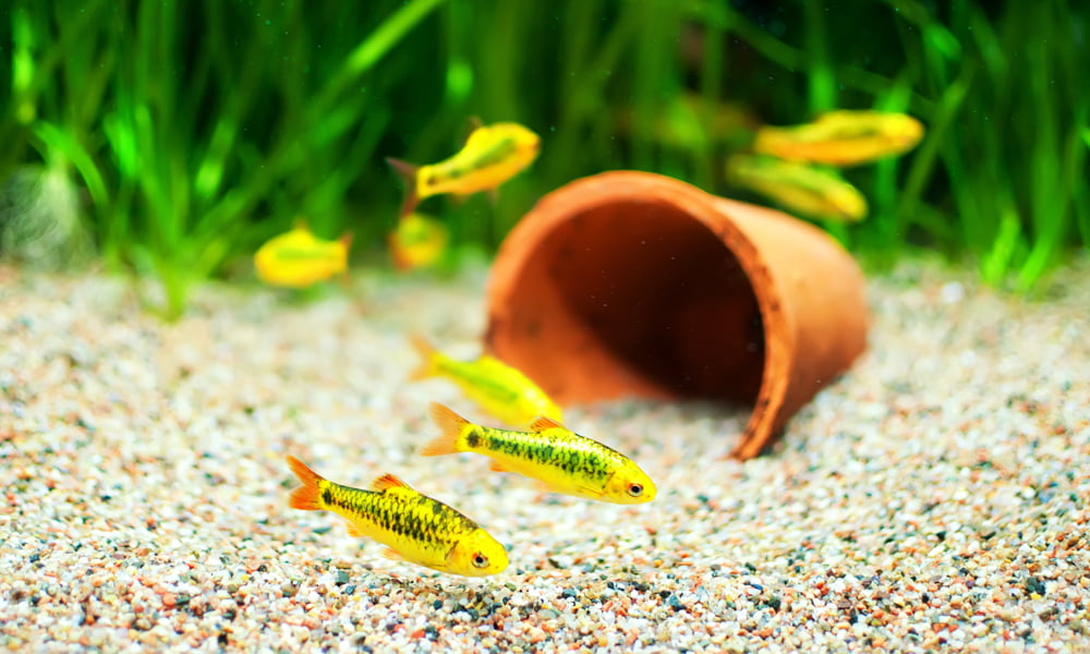 20 Beginner Friendly Cold Water Aquarium Fish