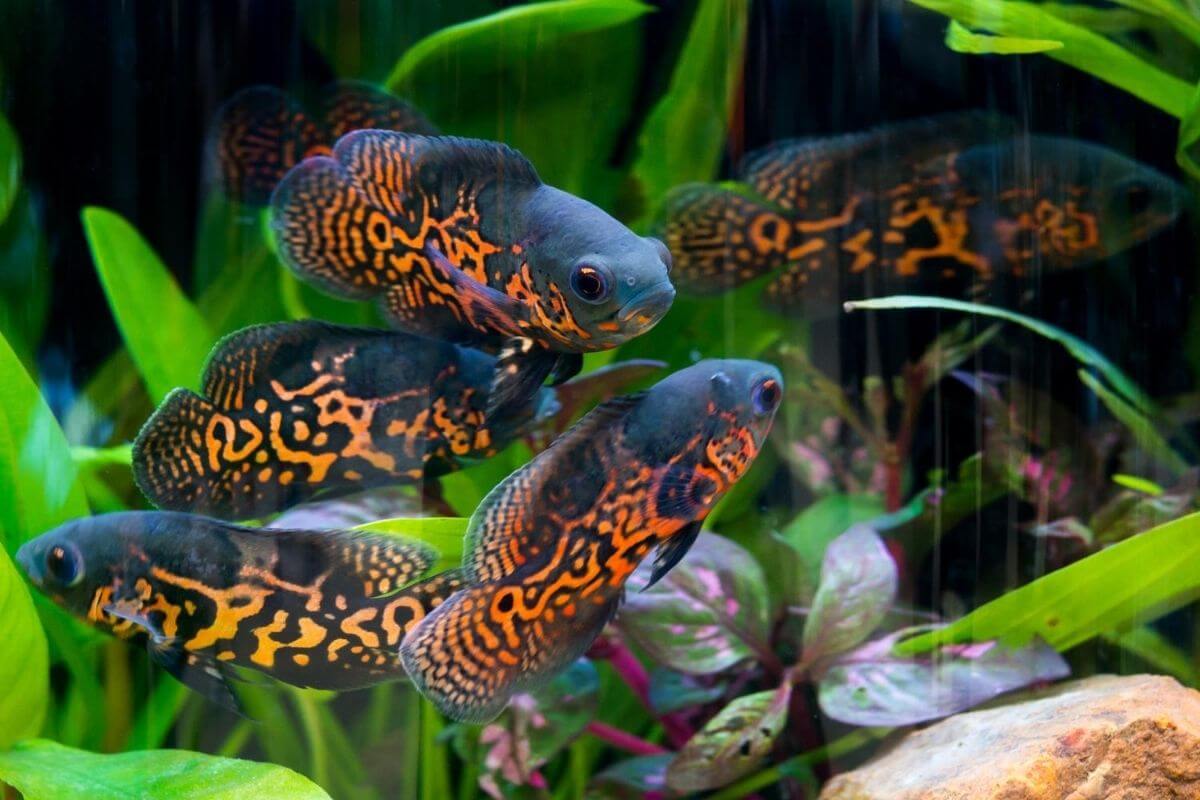 Oscar Fish Care Guide