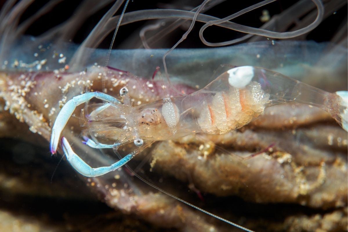 Ghost Shrimp Care Guide Tank and Habitat Setup